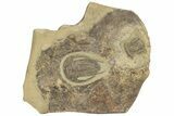 Early Cambrian Trilobite (Perrector) - Tazemmourt, Morocco #209819-3
